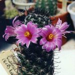 Mammillaria swinglei