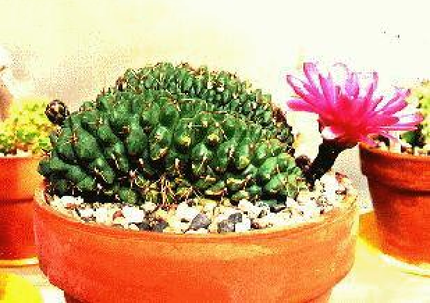 Gymnocalycium baldianum crest. Plant and photo: Kermit Bender, USA