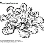 “Mesembryanthemaceae” botanical illustration by artist Carla Wolters of Holland