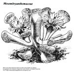 “Mesembryanthemaceae” botanical illustration by artist Carla Wolters of Holland