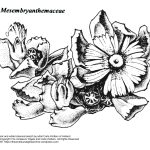 “Mesembryanthemaceae” botanical illustration by artist Carla Wolters of Holland