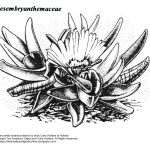 “Mesembryanthemaceae” botanical illustration by artist Carla Wolters of Holland