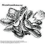 “Mesembryanthemaceae” botanical illustration by artist Carla Wolters of Holland