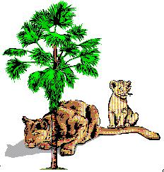 Plants and People of South Africa By Patricia Hutchinson, UK