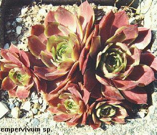 Hen and Chicks (Sempervivum)