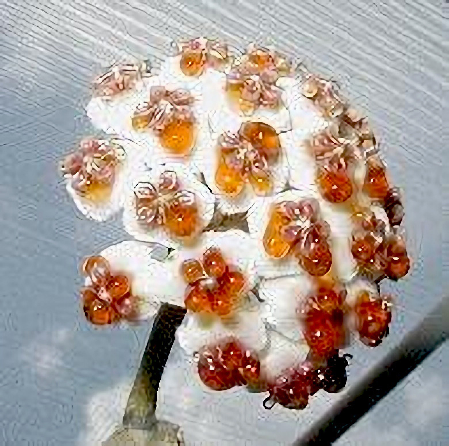 Hoya kerrii flowers.  Plant & Photo:  Jeanene Tankersley, USA