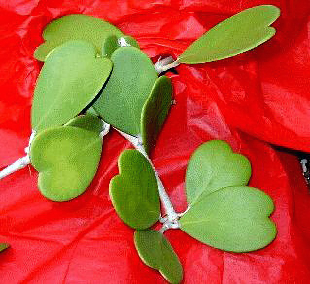 Hoya kerrii leaves.  Plant & Photo:  Jeanene Tankersley, USA