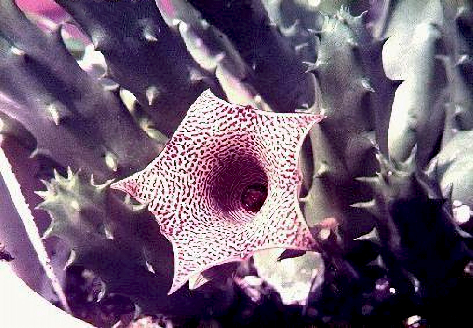 Huernia sp.  Plant and photo, Bob Stone, USA