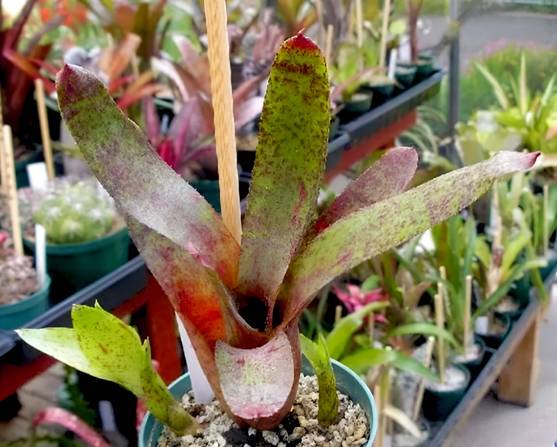 Plants in Marina's greenhouse