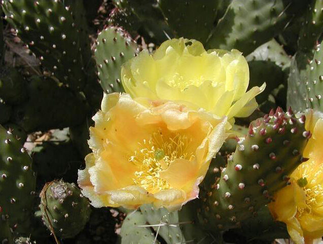 <i>Opuntia basilaris</i> hybrid, plant and photo (Bill Hendricks, USA)