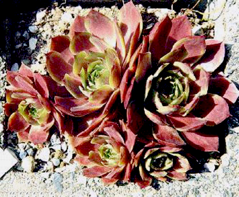 Sempervivums sp.