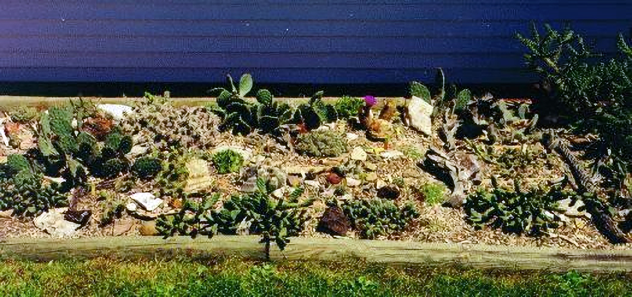 Winter-Hardy Cactus & Succulent Beds. photo by Andrew Staples