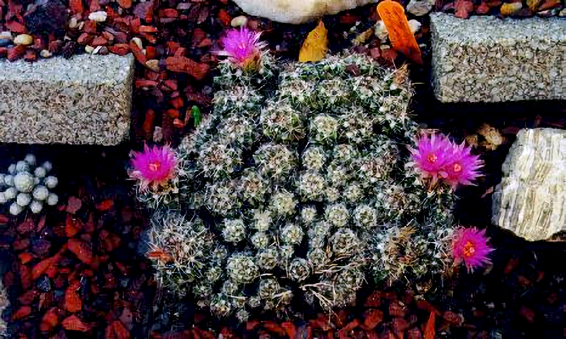 Winter-Hardy Cactus & Succulent Beds. Photo by Andrew Staples, Iowa, USA