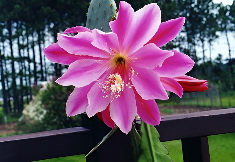 Epi hybrid.  Plant & Photo: Bev and Kermit Bender, USA