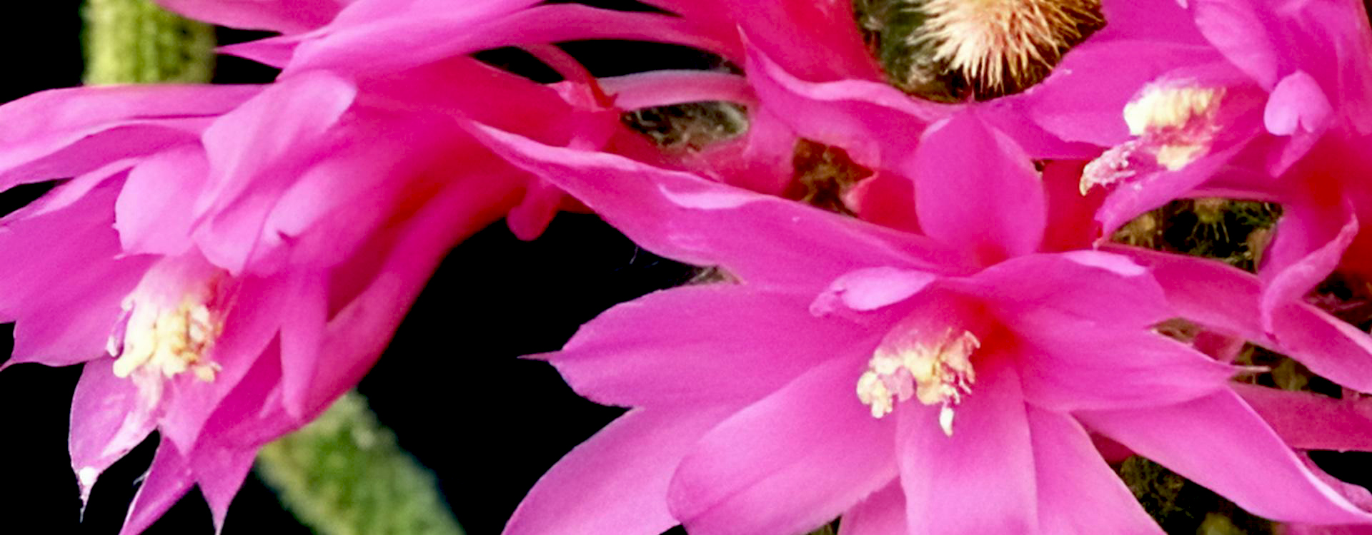 Christmas Cactus