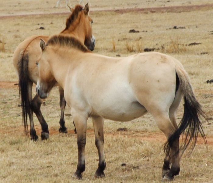 Przewalski's wild horse