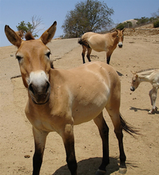 Przewalski's wild horse