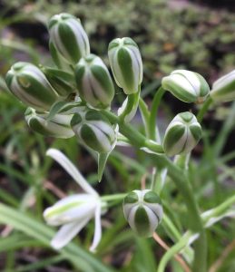 Albuca nelsonii.  Photo with permission of CJM Tree Growers