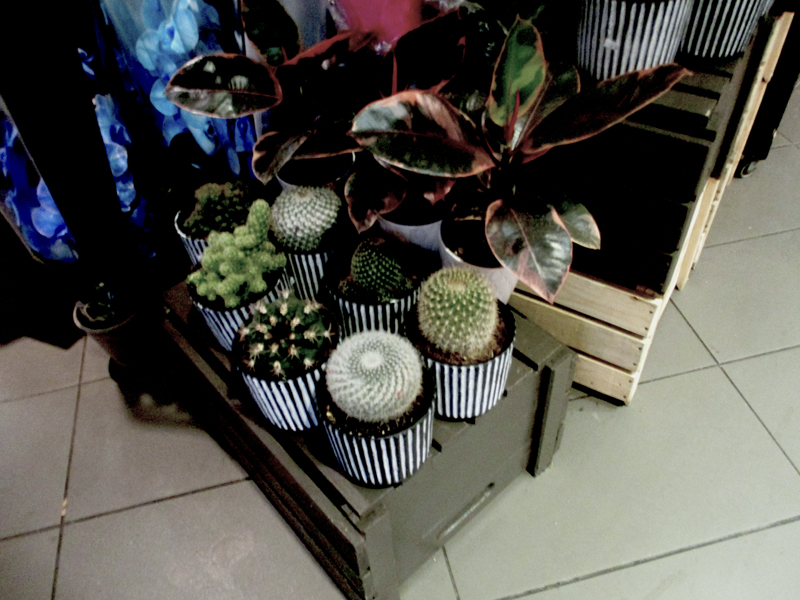 Cactus plants for sale in the IGA grocery store in Montreal.