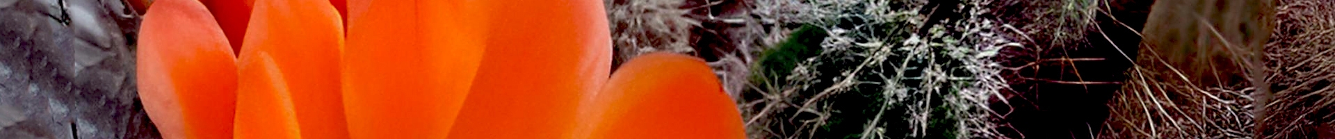 The Amateurs’ Digest Archive