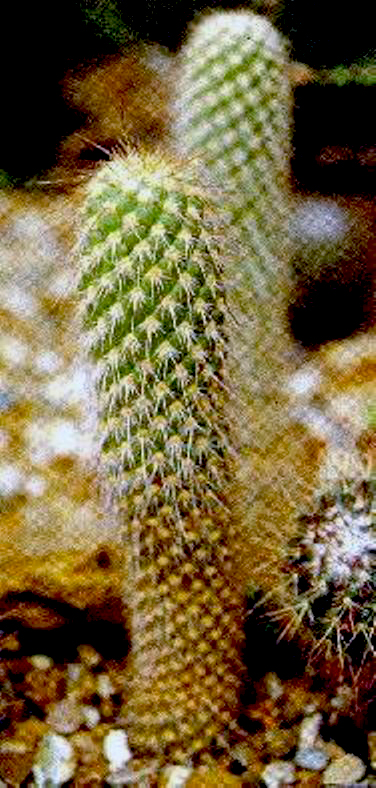 Opuntia pachypus from CACTI by Charles Glass and Clive Innes