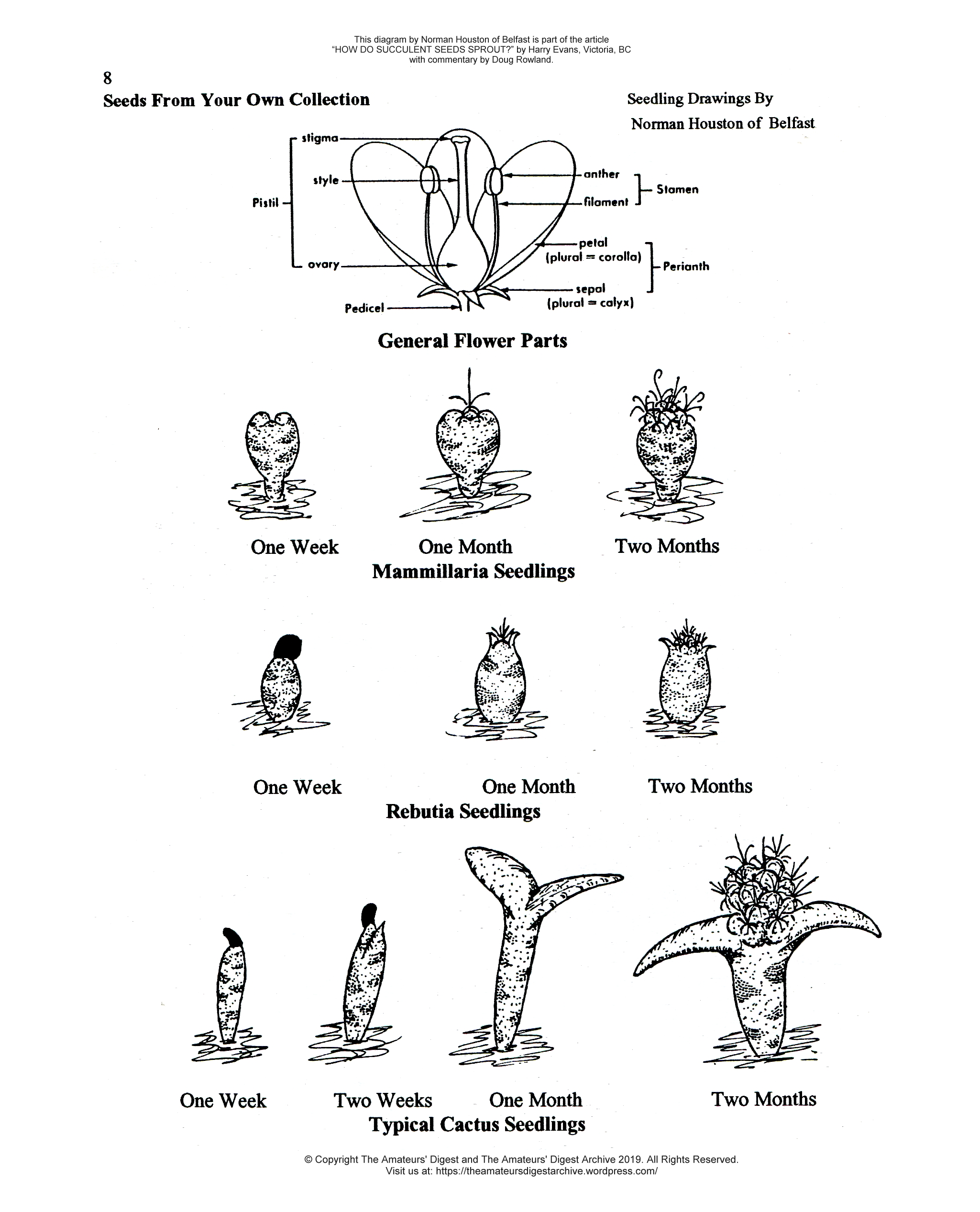 How do Succulent Seeds Sprout - Diagram by Norman Houston of Belfast, circa 1994