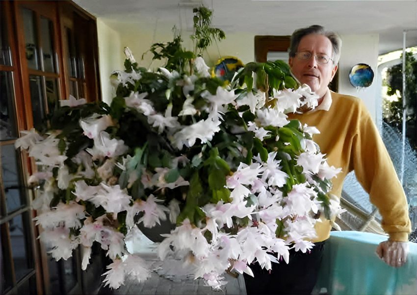 Graham Purcell wealthy orthopedic surgeon in California shows off huge flowering cactus plant